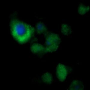 Human alpha-Endosulfine (ENSA) AssayLite Antibody (FITC Conjugate)