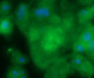 Human Annexin A8 (ANXA8) AssayLite Antibody (FITC Conjugate)