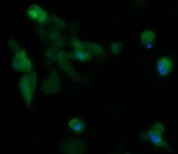 Human DDT Antibody (FITC Conjugate) - Image 3