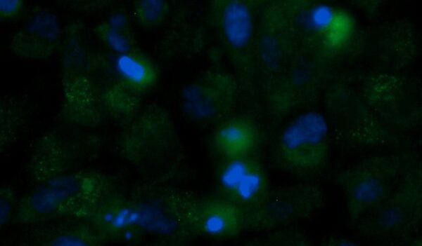 Human DDT Antibody (FITC Conjugate) - Image 2
