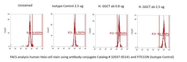 Human GGCT Antibody (FITC Conjugate) - Image 2