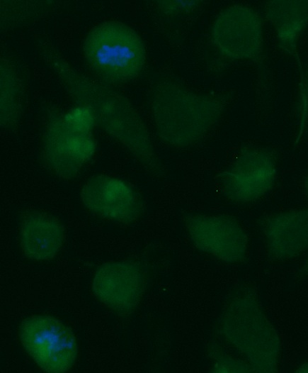 Human ASAM Antibody (FITC Conjugate)