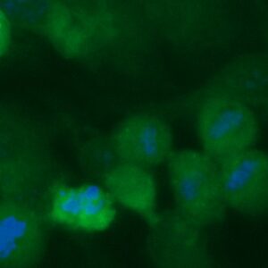 Human BATF Antibody (FITC Conjugate)