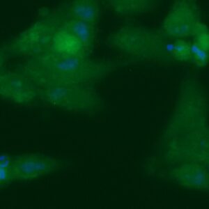 Human Adiponectin (ACRP30) Antibody (FITC Conjugate)