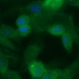Human Bcl-2-like Protein 2 (BCL2L2) Antibody (FITC Conjugate)