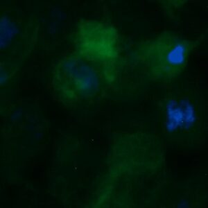 Human ELAV-like Protein 2 (ELAVL2) Antibody (FITC Conjugate)