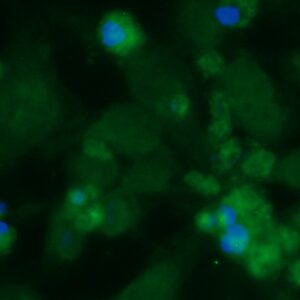 Human FANK1 Antibody (FITC Conjugate)