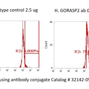 Human Golgi Phosphoprotein 6 (GORASP2) Antibody (FITC Conjugate)