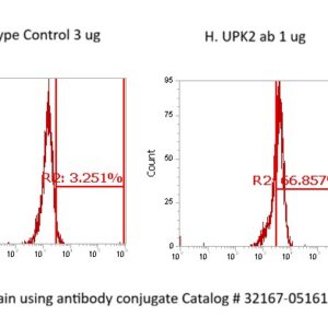 Human Uroplakin-2 (UP2) AssayLite Antibody (APC Conjugate)