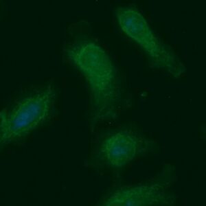 Human B3GAT3 Antibody (FITC Conjugate)