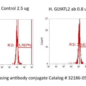 Human GLYATL2 Antibody (FITC Conjugate)