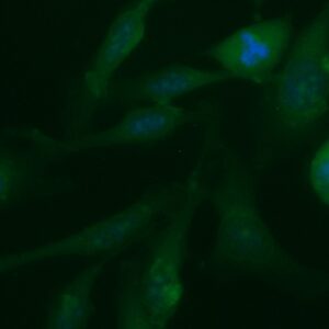 Human Acylphosphatase-1 (ACYP1) Antibody (FITC Conjugate)