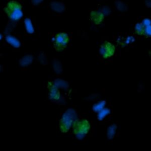 Human EPO-R Antibody (FITC Conjugate)