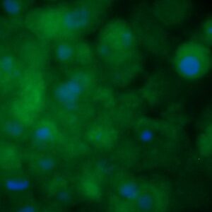 Human Angiopoietin-1 (ANG-1) Antibody (FITC Conjugate)