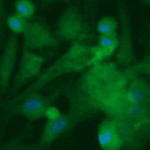 Human BCL2L10 Antibody (FITC Conjugate)