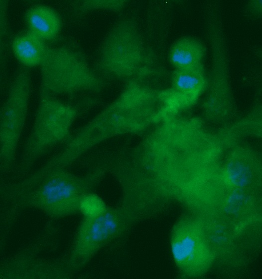Human BCL2L10 Antibody (FITC Conjugate)