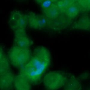 Human FLRT3 Antibody (FITC Conjugate)