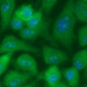 Human Arylsulfatase G (ARSG) Antibody (FITC Conjugate)