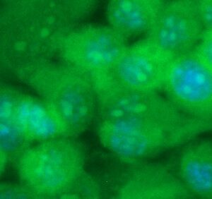 Human ADP-ribosylation Factor 3 (ARF3) Antibody (FITC Conjugate)