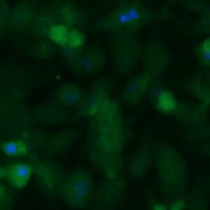 Human CHST10 Antibody (FITC Conjugate)