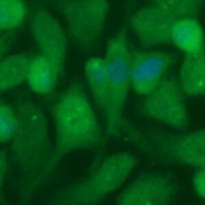 Human Glutathione Peroxidase 1 (GPX1) Antibody (FITC Conjugate)