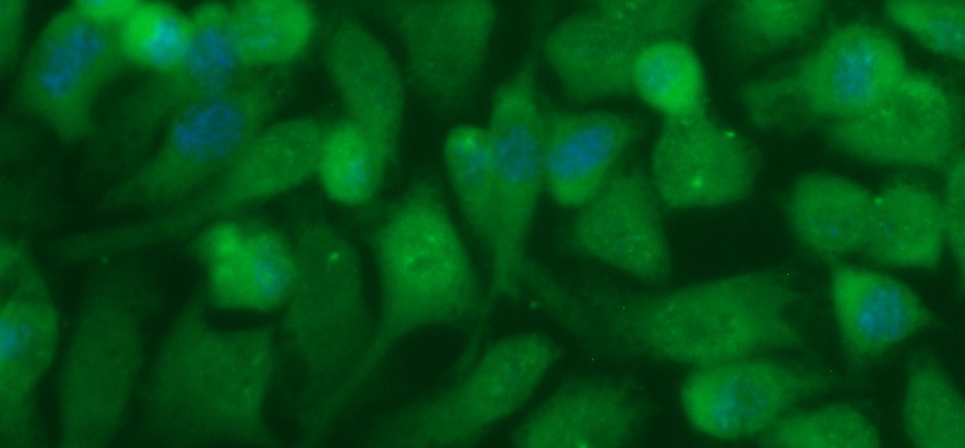 Human Glutathione Peroxidase 1 (GPX1) Antibody (FITC Conjugate)