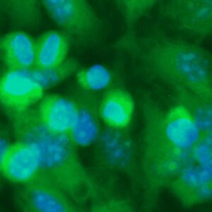 Human Argininosuccinate Lyase (ASL) Antibody (FITC Conjugate)