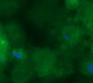 Human AZGP1 AssayLite Antibody (FITC Conjugate)