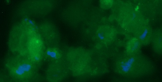 Human AZGP1 AssayLite Antibody (FITC Conjugate)