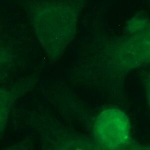 Human CNTFR Receptor alpha Antibody (FITC Conjugate)