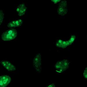 Human BOLA3 Antibody (FITC Conjugate)