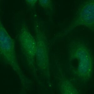 Human AMT Antibody (FITC Conjugate)