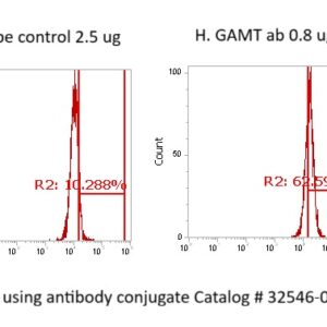 Human GAMT Antibody (FITC Conjugate)