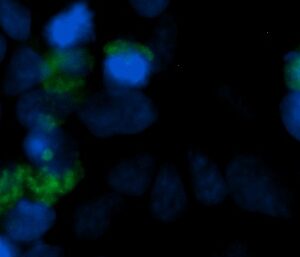 Human FGFBP1 AssayLite Antibody (FITC Conjugate)