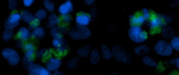 Human FGFBP1 AssayLite Antibody (FITC Conjugate)