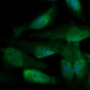 Human CD58 Antibody (FITC Conjugate)