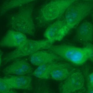 Human BRD3 Antibody (FITC Conjugate)