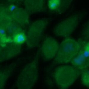 Human FUCA2 Antibody (FITC Conjugate)