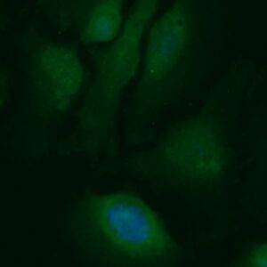 Human Eotaxin-3 Antibody (FITC Conjugate)