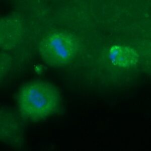 Human Dysbindin Antibody (FITC Conjugate)