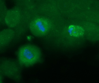 Human Dysbindin Antibody (FITC Conjugate)