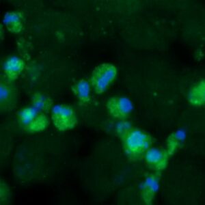 Human EBAG9 Antibody (FITC Conjugate)