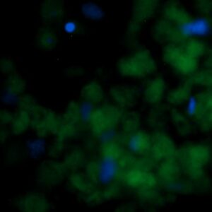 Human DHFR Antibody (FITC Conjugate)