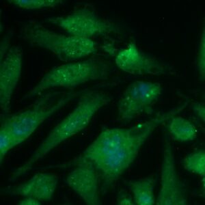Human GNMT Antibody (FITC Conjugate)