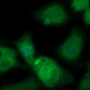 Human FKBP4 Antibody (FITC Conjugate)