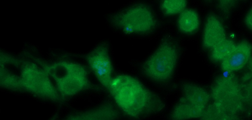 Human FKBP4 Antibody (FITC Conjugate)