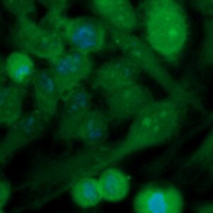 Human CAPZA2 Antibody (FITC Conjugate)