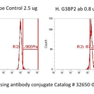 Human G3BP2 Antibody (FITC Conjugate)