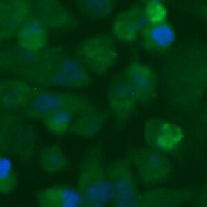 Human Galectin 10 Antibody (FITC Conjugate)