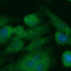 Human 4-1BB Ligand Antibody (FITC Conjugate)